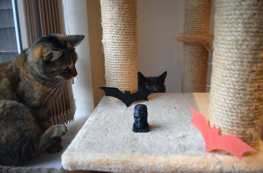 3d Printed Cat Accessories 3d Printed Cat Accessories