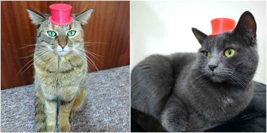 3d Printed Cat Accessories 3d Printed Cat Accessories