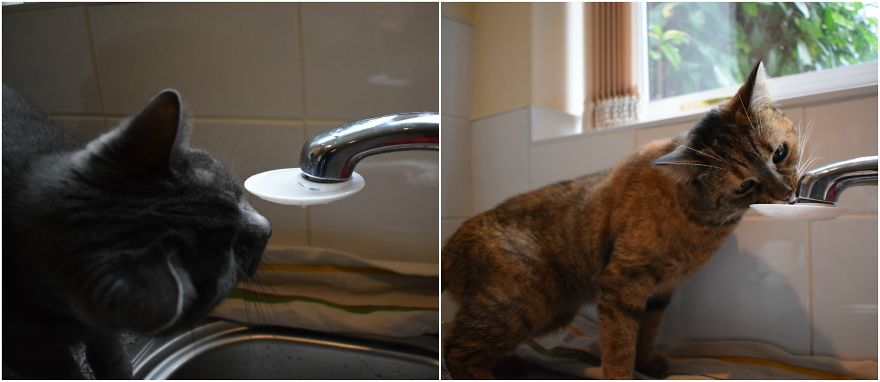 3d Printed Cat Accessories 3d Printed Cat Accessories