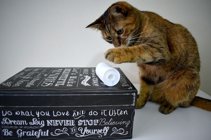 3d Printed Cat Accessories 3d Printed Cat Accessories