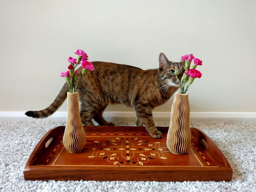 3d Printed Cat Accessories 3d Printed Cat Accessories