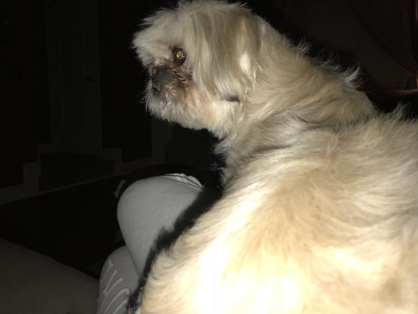 I Was Giving Her Enough Attention During The Game So She Sit On My Chest And Blocked The Tv