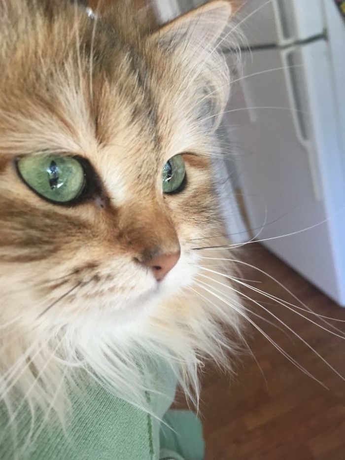 Ambrosia, The Most Beautiful Girl In The World