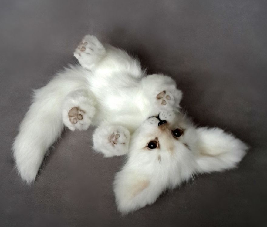 Amazing Warming Tenderness: 20 Furry Puppies, Kittens And Foxcubs Straight From Siberia