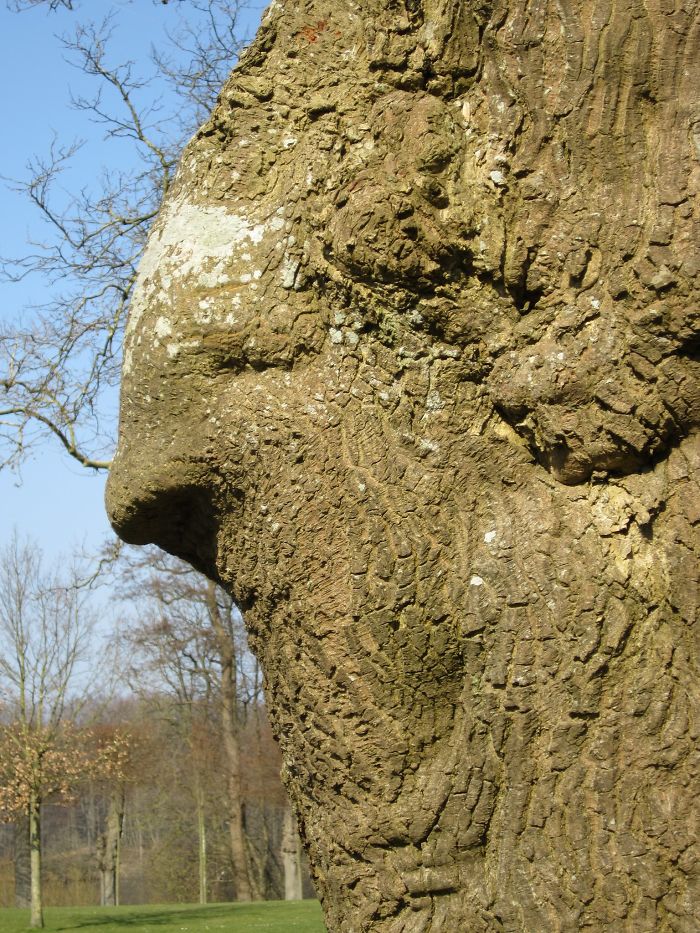 Tree With Arieshorns