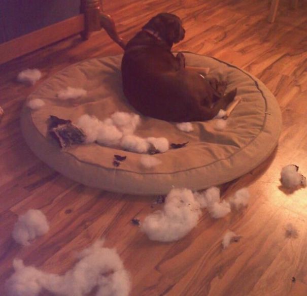 On Santa's Naughty List After Destroying A Christmas Pillow. Clearly, She Doesn't Believe.