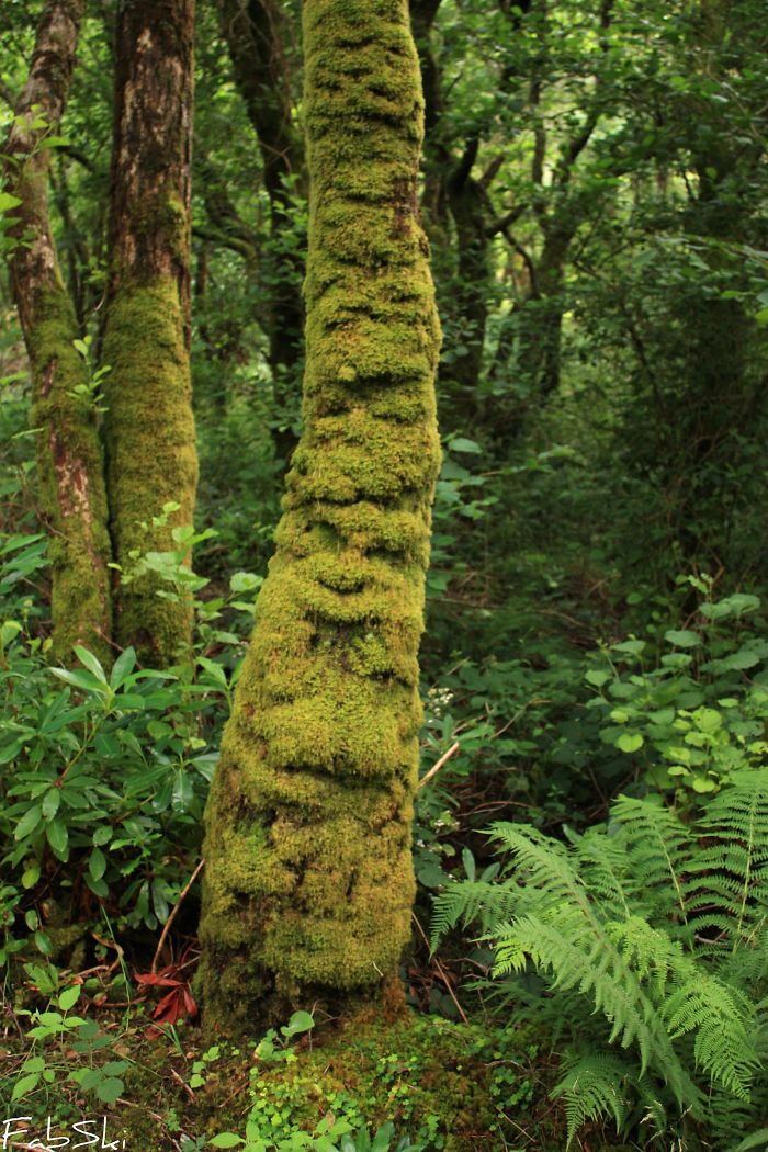 A Tree Of Hundreds Faces