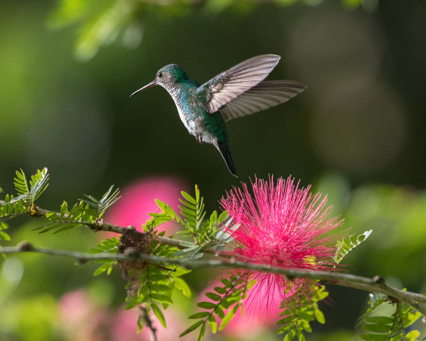 How To Photograph Hummingbirds