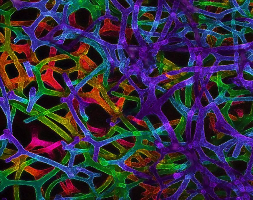 Natural Sponge, Uk, Image Of Distinction