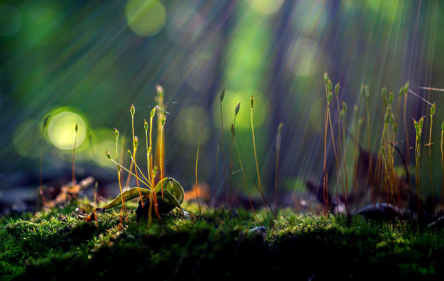 Elevate Your Macro Photos: 5 Tips From A National Geographic Explorer