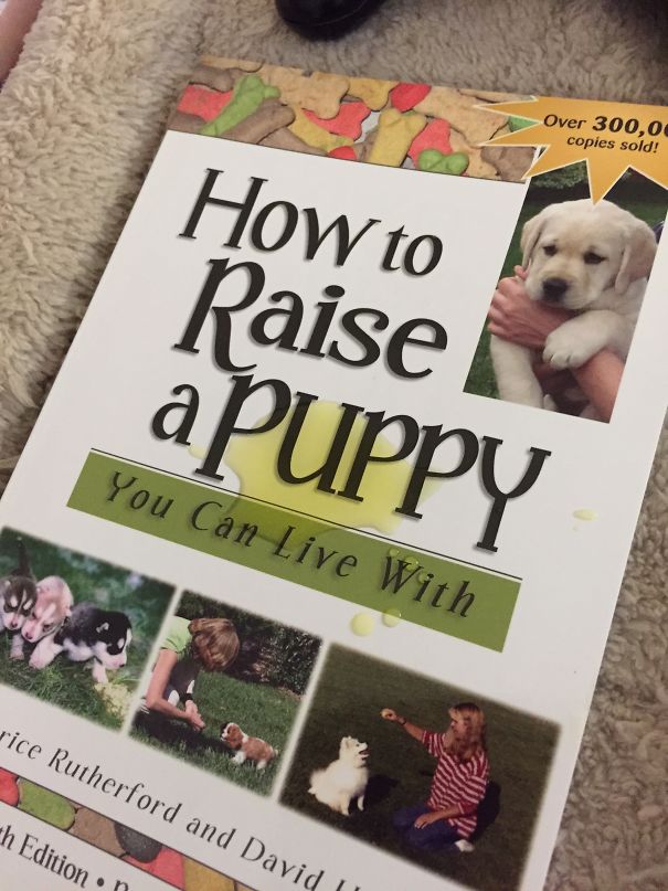 This Is What Max Thinks Of Puppy Training