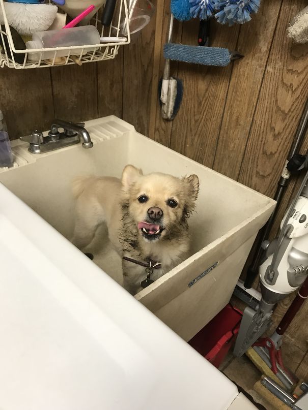 My Dog Coming Back From Adventures At Work Covered In Fox Poo.