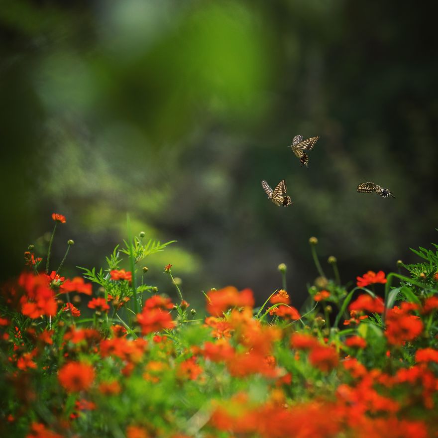 Nature In Japan In The Visual Haiku Style