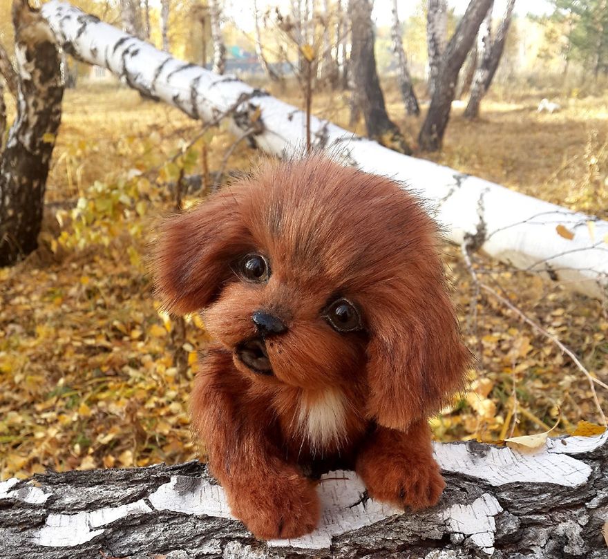 Amazing Warming Tenderness: 20 Furry Puppies, Kittens And Foxcubs Straight From Siberia