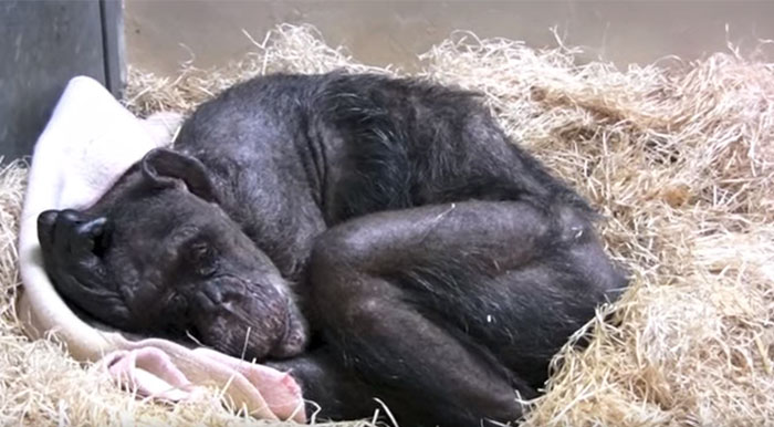 Esta chimpancé moribunda de 59 años se negaba a comer, hasta que reconoció la voz de su antiguo cuidador