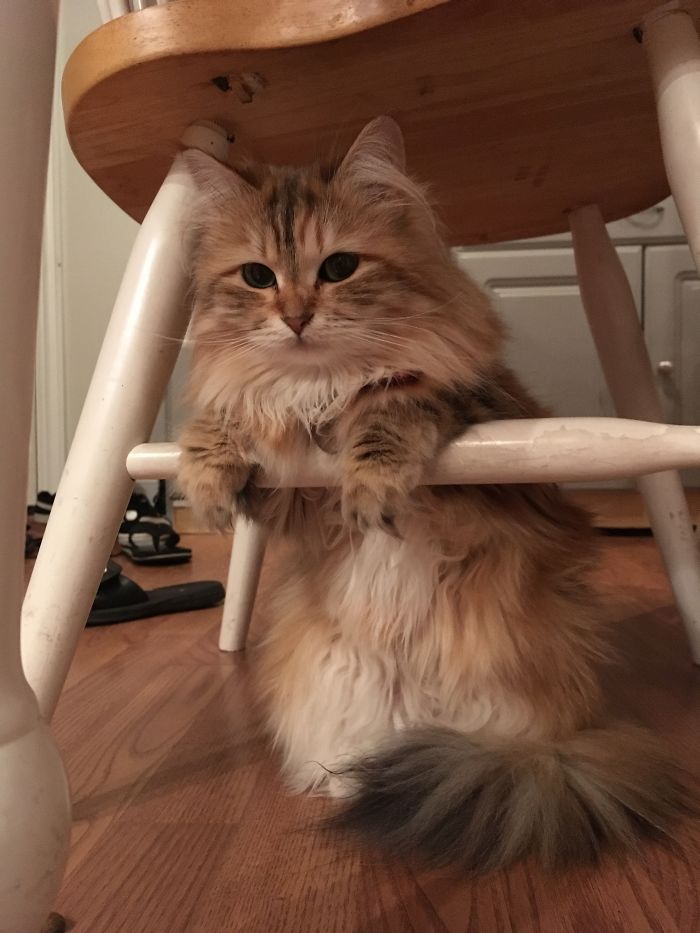 Ambrosia, The Most Beautiful Girl In The World