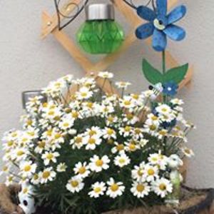 fidelis_dixon avatar