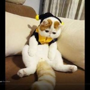 annabelle_martinez avatar