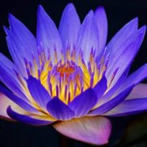 mizzballizticz avatar