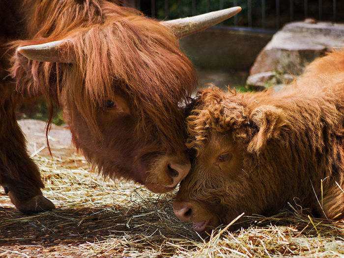 Cute-Baby-Highland-Cattle-Calves