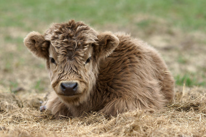 Cute-Baby-Highland-Cattle-Calves