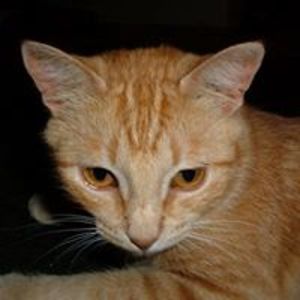 kathleenchmura avatar