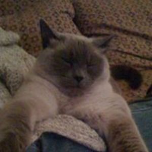 laura_boelhouwer avatar