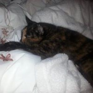 craftycatcards avatar