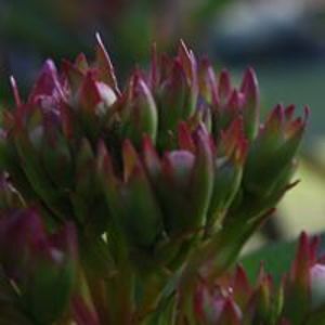 annabelgracejador avatar