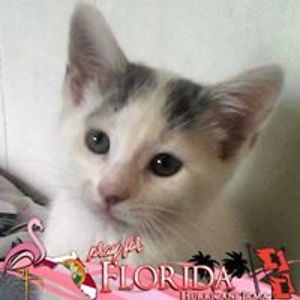 jessicacifelli22 avatar