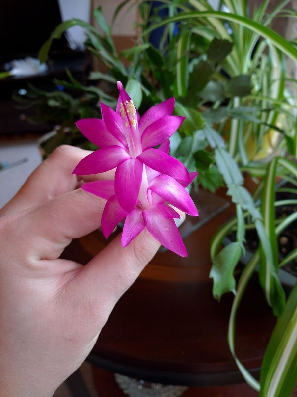 My Mom Died Last April, And Despite My Black Thumb And Utter Lack Of Interest In Gardening I Somehow Ended Up Inheriting One Of Her Christmas Cacti. My Husband Spent The Last 2 Months Manipulating/babying It And It Finally Paid Off: It's Bloomed For The First Time In Years