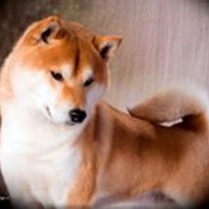 shibas1 avatar