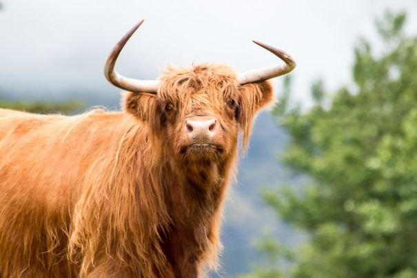 A Derpy Highland Bull I Met The Other Day