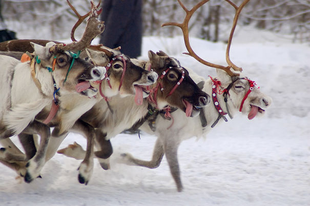 On Dasher! On Derpy! On Herpy And Flerpy!