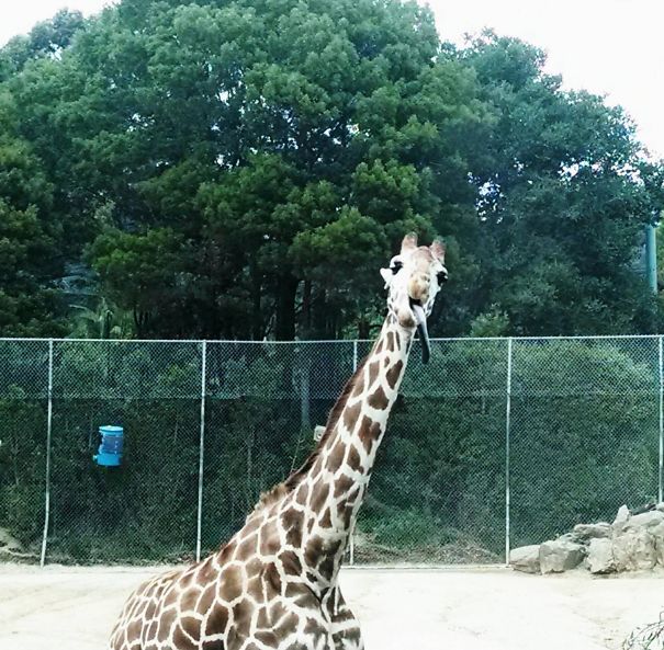 Saw This Derpy Guy At The Oakland Zoo