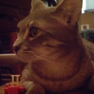 foxandwolfandcatlover avatar