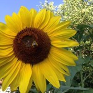 wordwizardess75 avatar