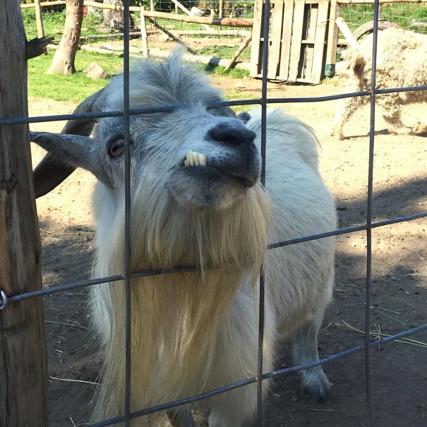 I Meet A Ridiculiously Not-Photogenic Goat