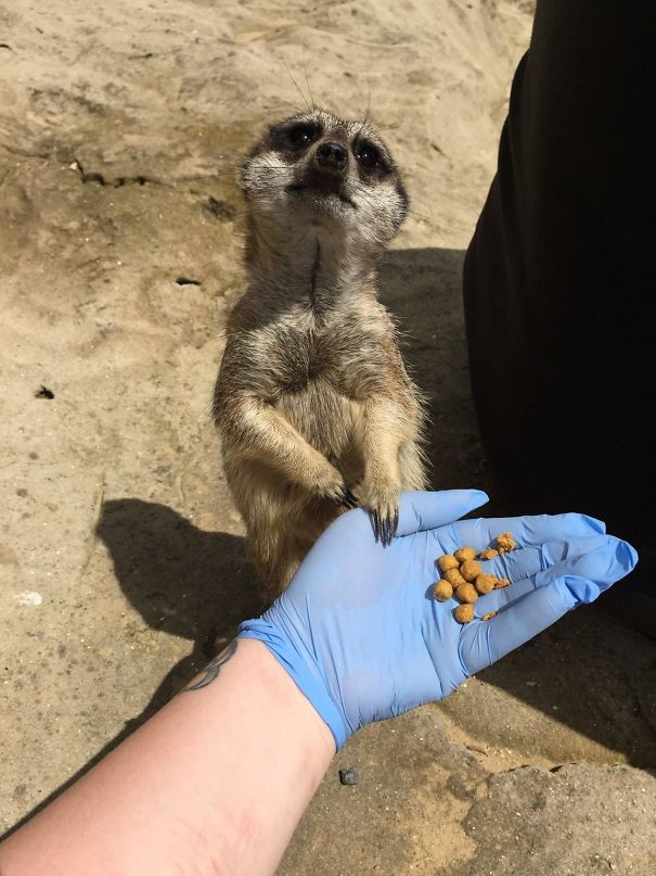 My Boyfriend Got Me A Meerkat Experience For My Birthday, Here's A Pic I Took Of One Whilst It Was Eating Out My Hand