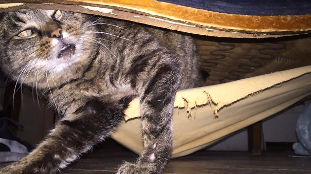 My Cat Found A Nice Sleeping Spot In My Antique Chair