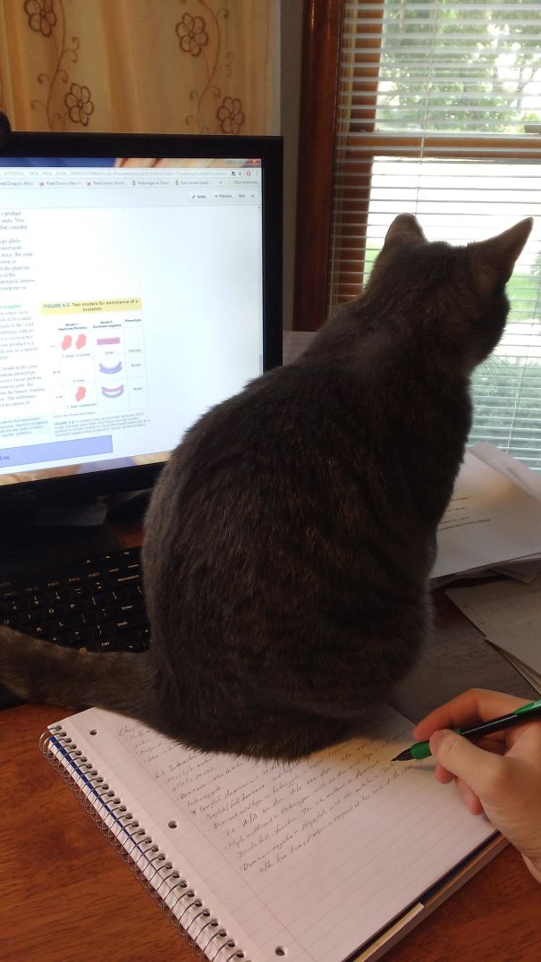 Whenever I Try To Study...