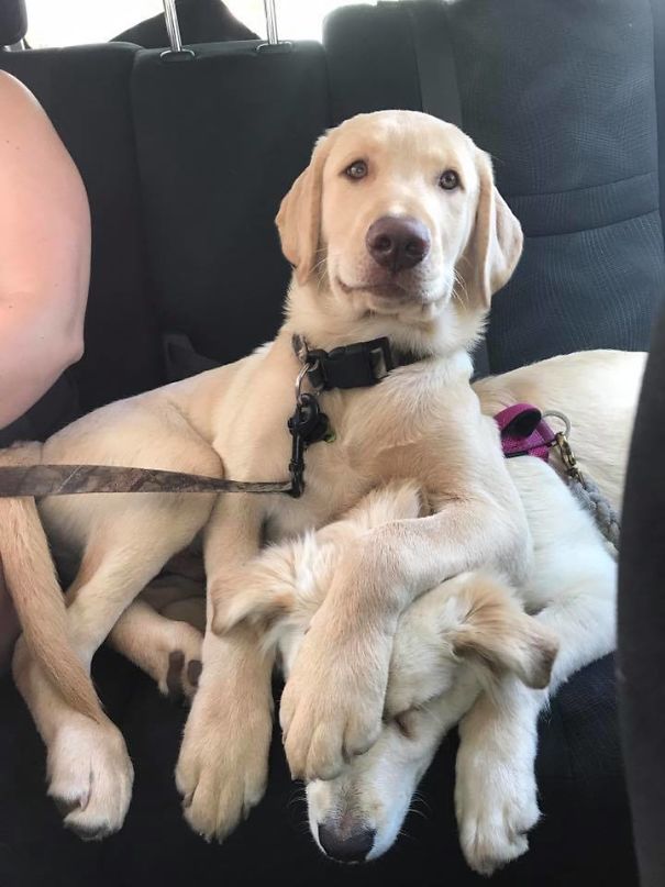 Looks Like Dogs Are Jerks To Their Siblings As Well