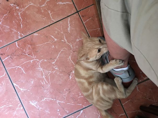 This Cat Decided To Maul My Leg Whilst Ordering Pizza In Paris, Owner Says That's How You Know He Likes You