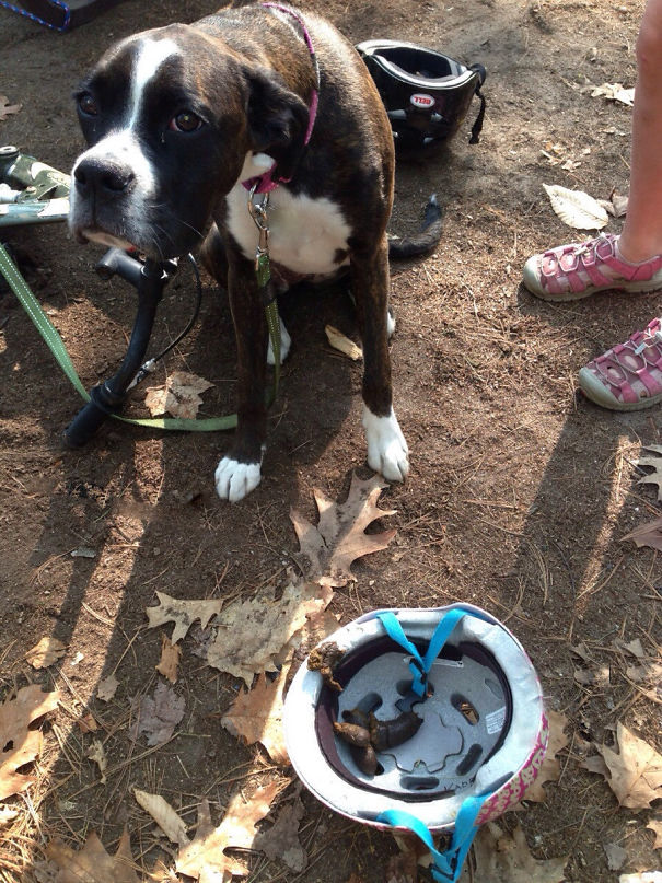Of All The Places He Could Poop Outdoors, He Had To Choose The Helmet
