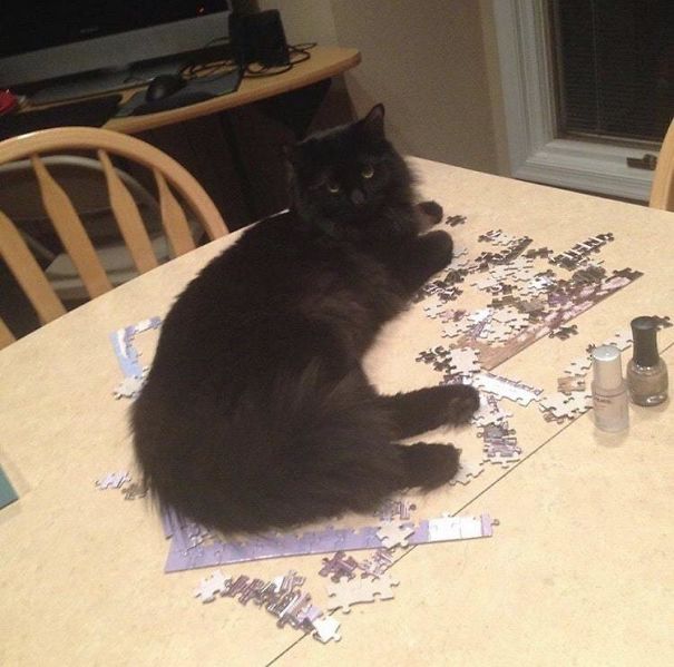 Snacks Came Over To Help, But Got Tired And Laid Down Instead