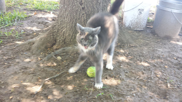 Jerk Won't Let The Dog Have His Ball Back