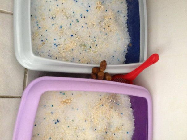 Maximum Jerk Level, Cat