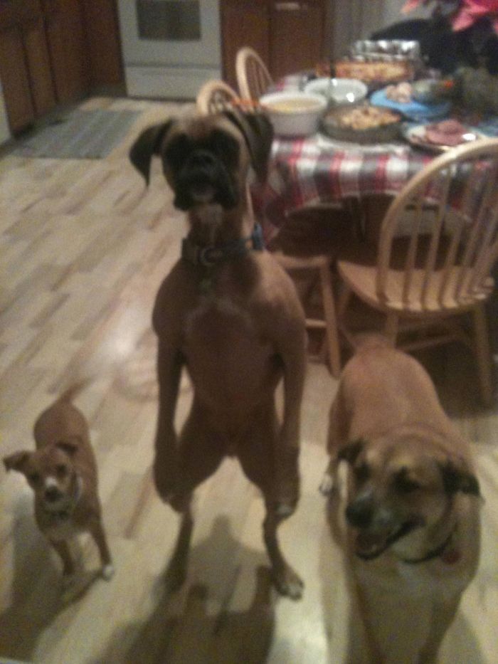 Meet My Brother's Dog... He Thinks He's Human