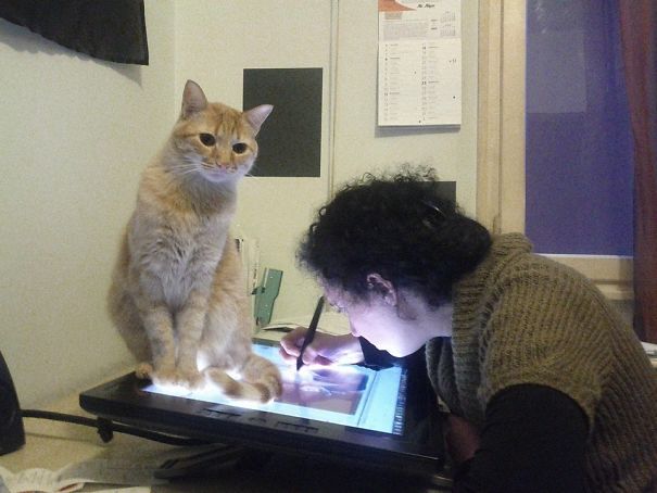 My Cat Is An Asshole