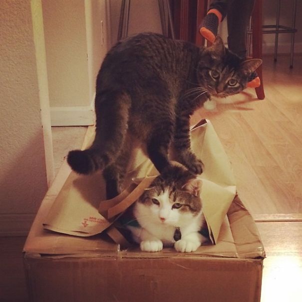 Here We See The Two States Of Being A Cat. Asshole And Disinterested